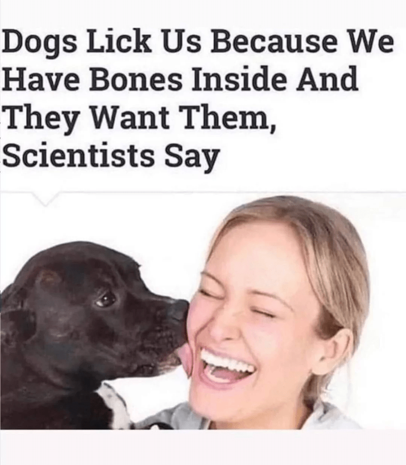https://i.chzbgr.com/full/9754287360/h2F9C3DE5/person-dogs-lick-us-because-have-bones-inside-and-they-want-them-scientists-say